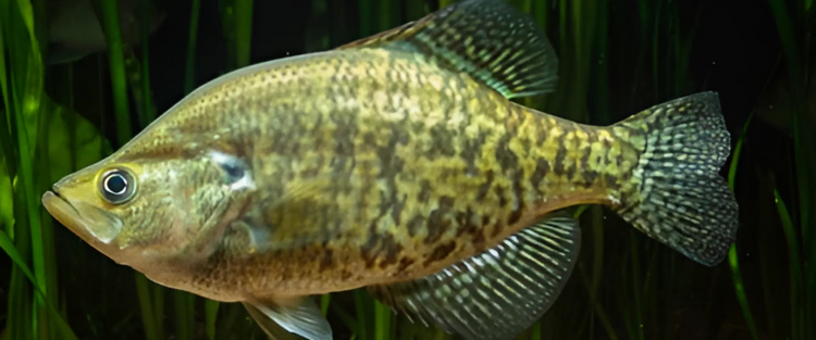 White Crappie Fish