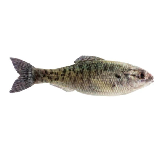6th Sense Panorama Swimbait with lifelike paint and soft plastic body for universal forage imitation. Live Crappie