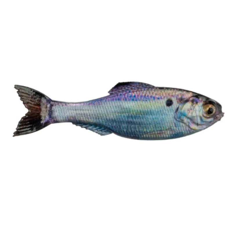 Load image into Gallery viewer, 6th Sense Panorama Swimbait with lifelike paint and soft plastic body for universal forage imitation. Live Gizzard Shad