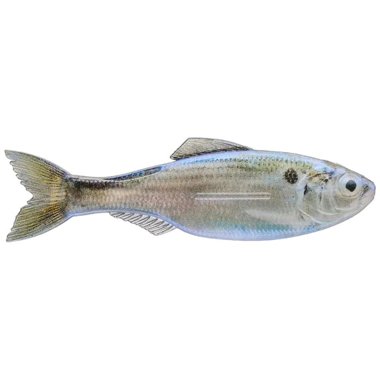 6th Sense Plump Panorama Swimbaits - Live Threadfin Shad